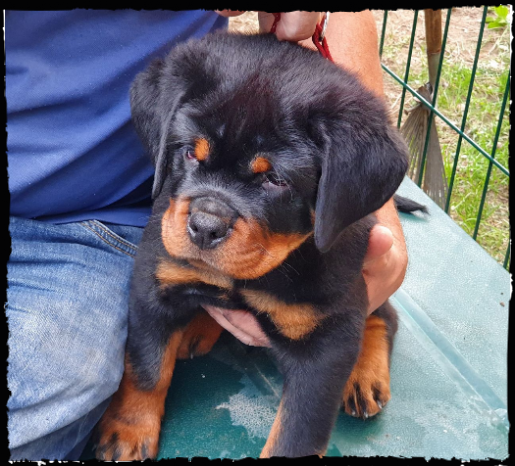 cucciolo rottweiler von hause romagnarott cucciolo rottweiler von hause romagnarott